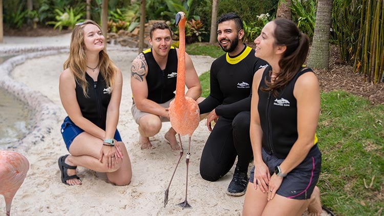 Flamingo Mingle upgrade experience at Discovery Cove