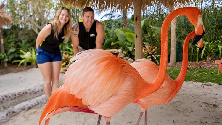 Flamingo Mingle upgrade experience at Discovery Cove