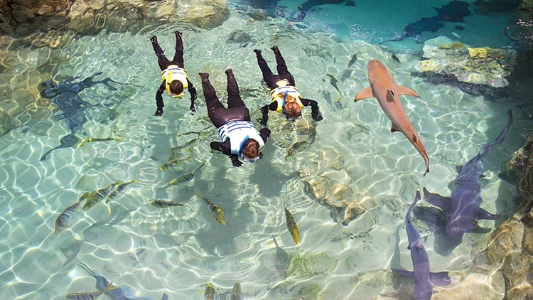 Snorkel with sharks at Discovery Cove