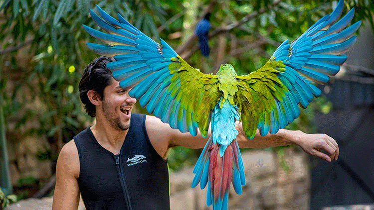 Visit the bird aviary at Discovery Cove Orlando