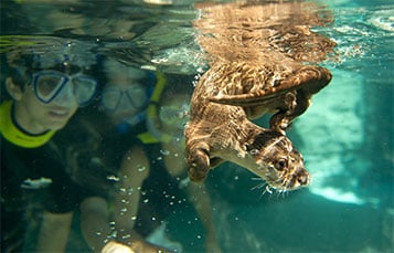 Swim alongside playful otters at Discovery Cove.