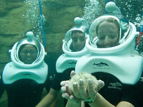 Take an underwater tour of the tropical reef habitat for thousands of tropical fish at Discovery Cove.