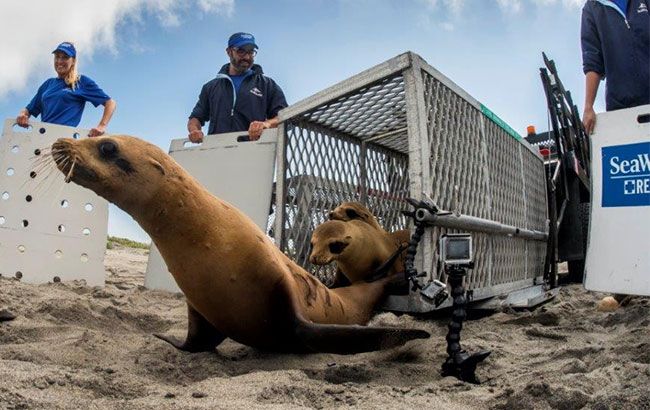 Sea Lion Beach Release