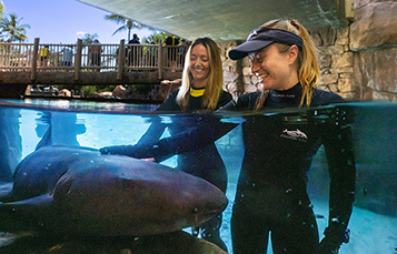 Shark interaction at Discovery Cove Orlando