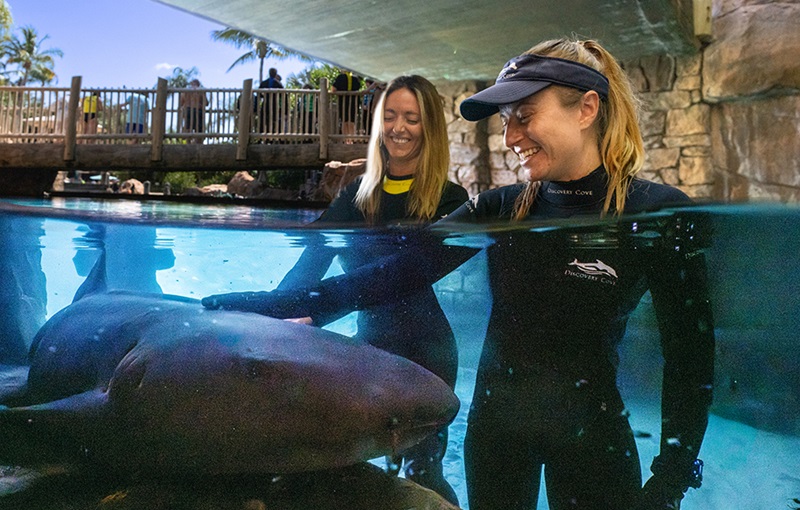 Shark interaction at Discovery Cove Orlando