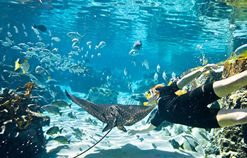 The Grand Reef at Discovery Cove