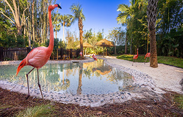 Flamingo Point at Discovery Cove Orlando