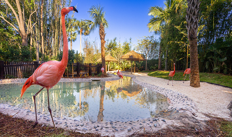 Flamingo Point at Discovery Cove Orlando