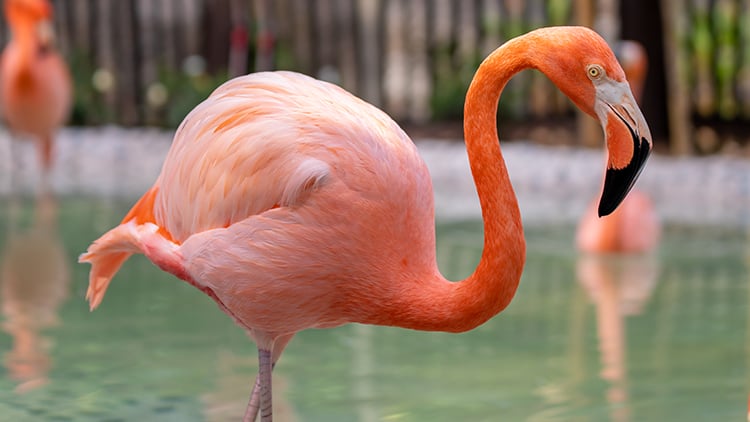 Flamingo