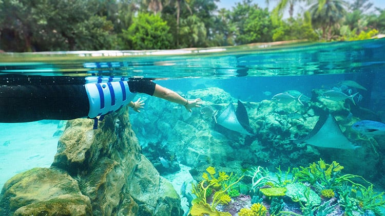 The Grand Reef at Discovery Cove Orlando