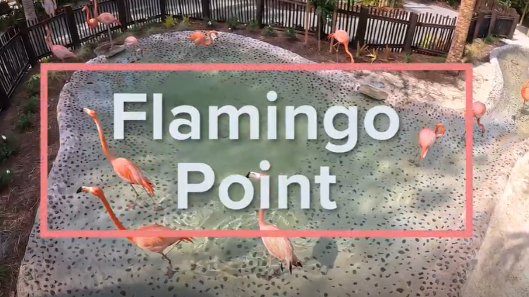 Flamingo Point