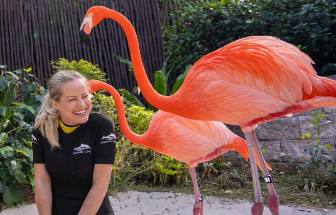 flamingo