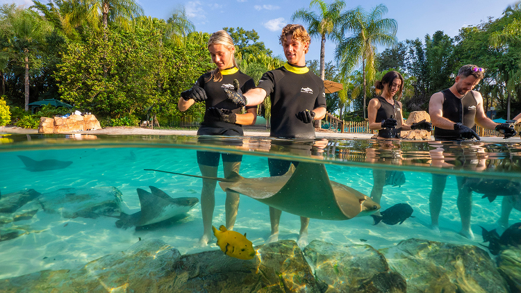 Ray Feeding 4