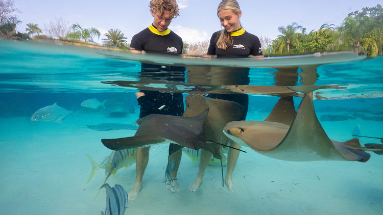 Ray Feeding 3