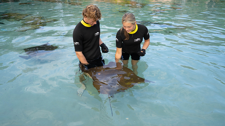 Ray Feeding 1