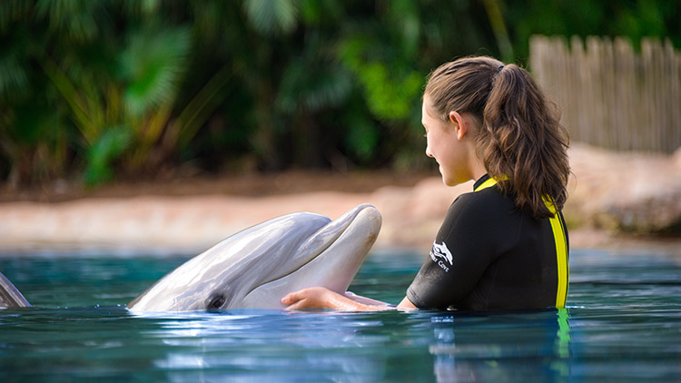Include a dolphin swim with your Discovery Cove package