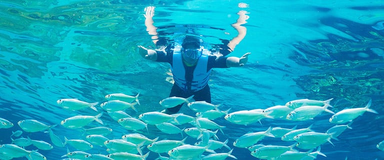 Snorkel with fish in The Grand Reef at Discovery Cove
