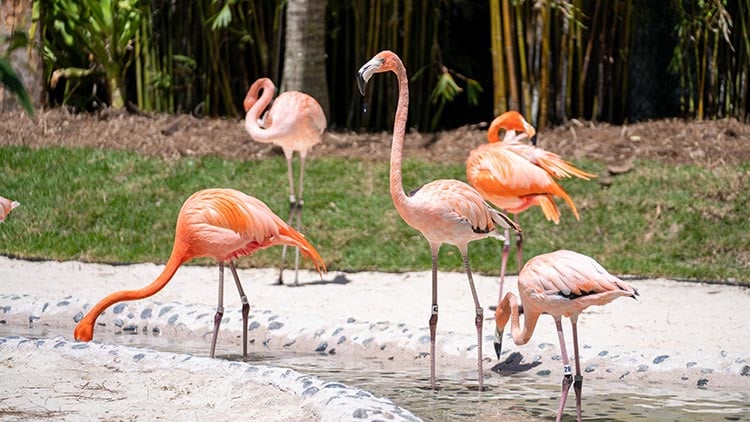 Flamingos