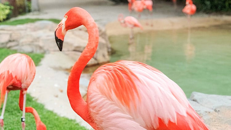 Flamingos
