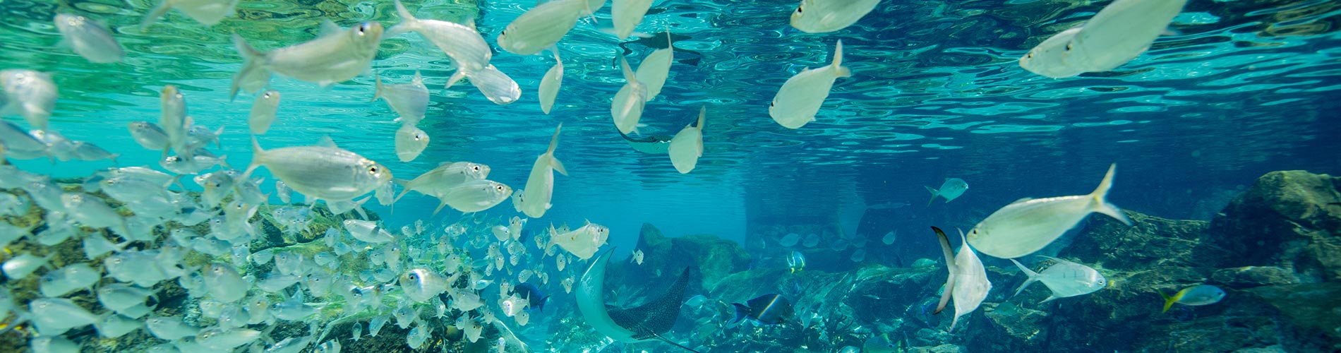 The Grand Reef at Discovery Cove