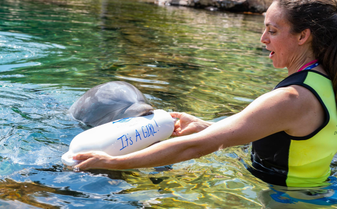 Discovery Cove Orlando Milestone Celebrations