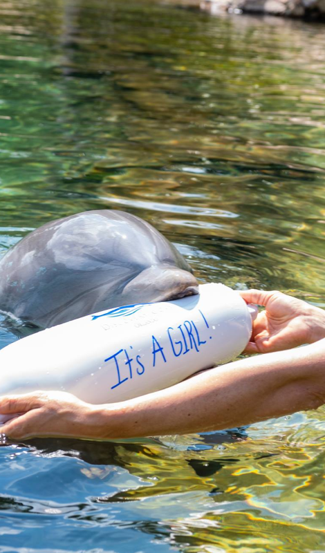 Discovery Cove Orlando Milestone Celebrations