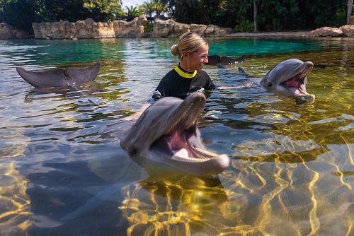 Discovery Cove Dolphin Swim