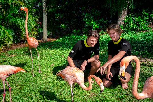 Discovery Cove Flamingo Mingle