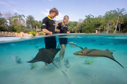 Discovery Cove Rays
