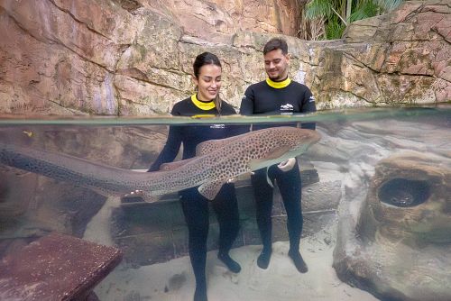 Discovery Cove Sharks