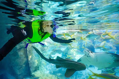 Discovery Cove Shark Snorkel