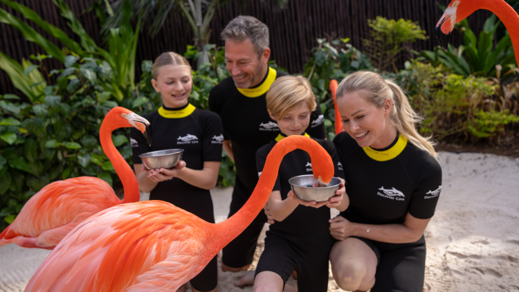 Flamingo Mingle