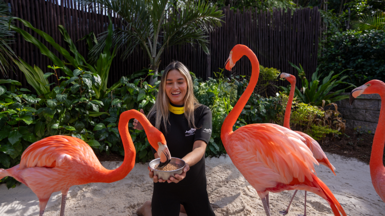 Flamingo Mingle