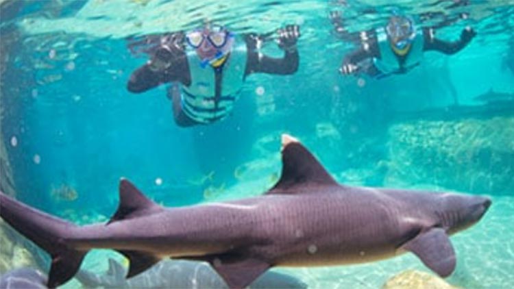 Snorkel with sharks at Discovery Cove