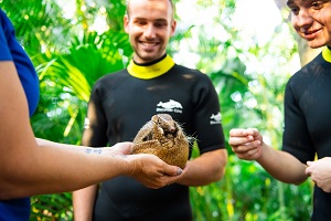 Armadillo