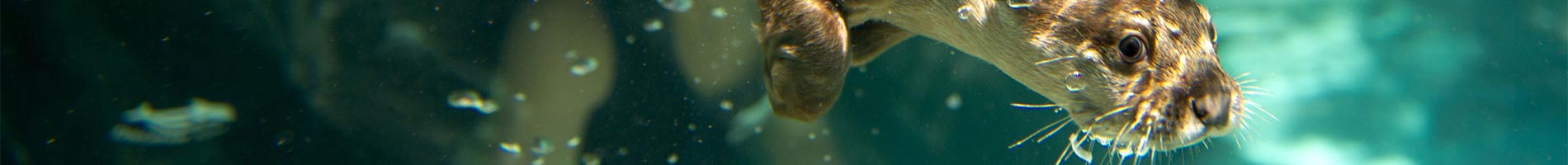 Otter