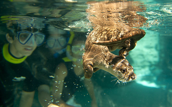 Swim alongside playful otters at Discovery Cove.