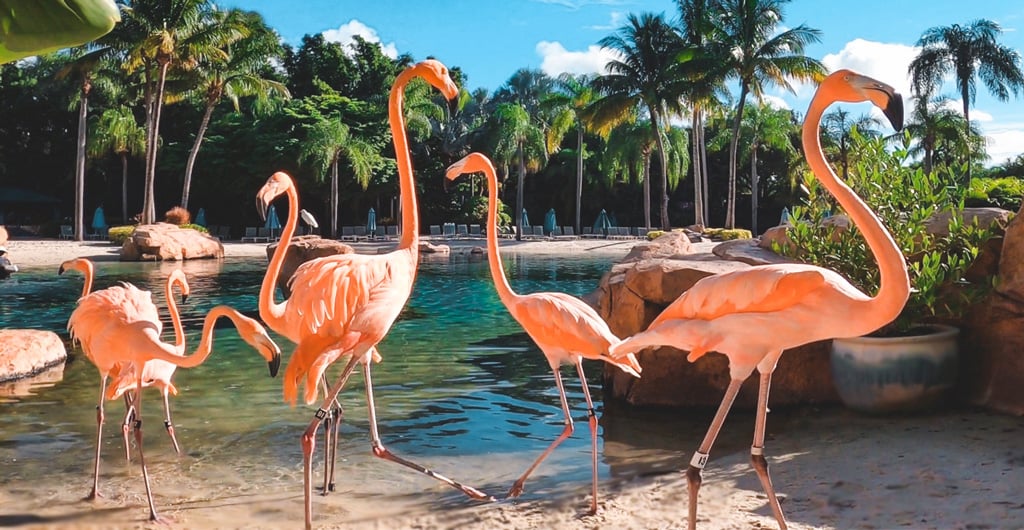 Flamingo Mingle upgrade experience at Discovery Cove Orlando