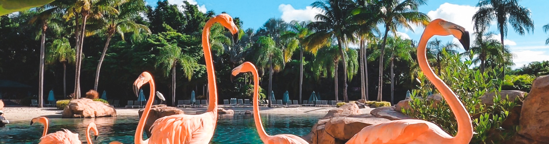Flamingo Mingle upgrade experience at Discovery Cove Orlando