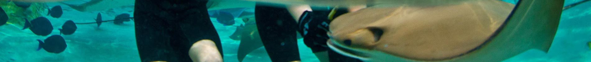 Feed rays and thousands of tropical fish at Discovery Cove.