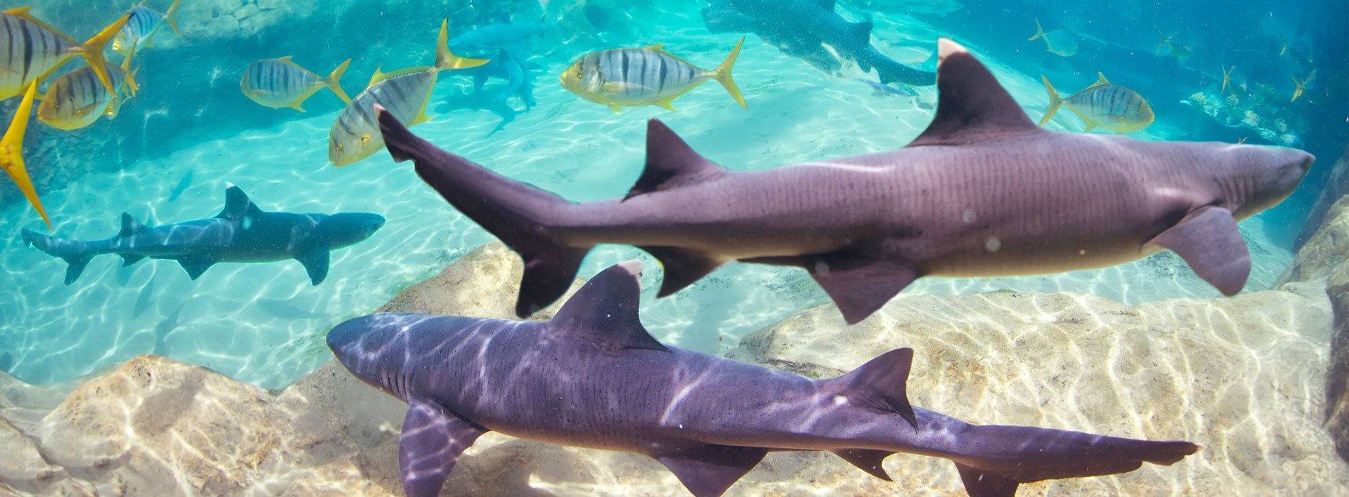 Swim with sharks at Discovery Cove