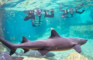 Swim with sharks at Discovery Cove.