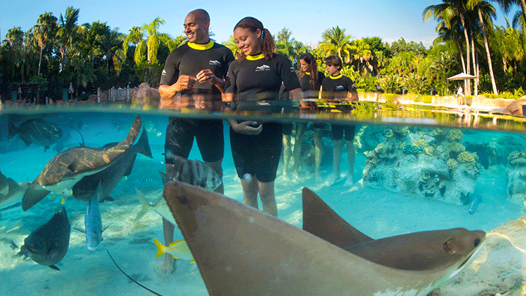 Trainer for a Day at Discovery Cove Orlando