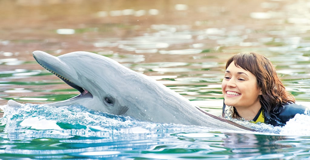 Discovery Cove Dolphin Free