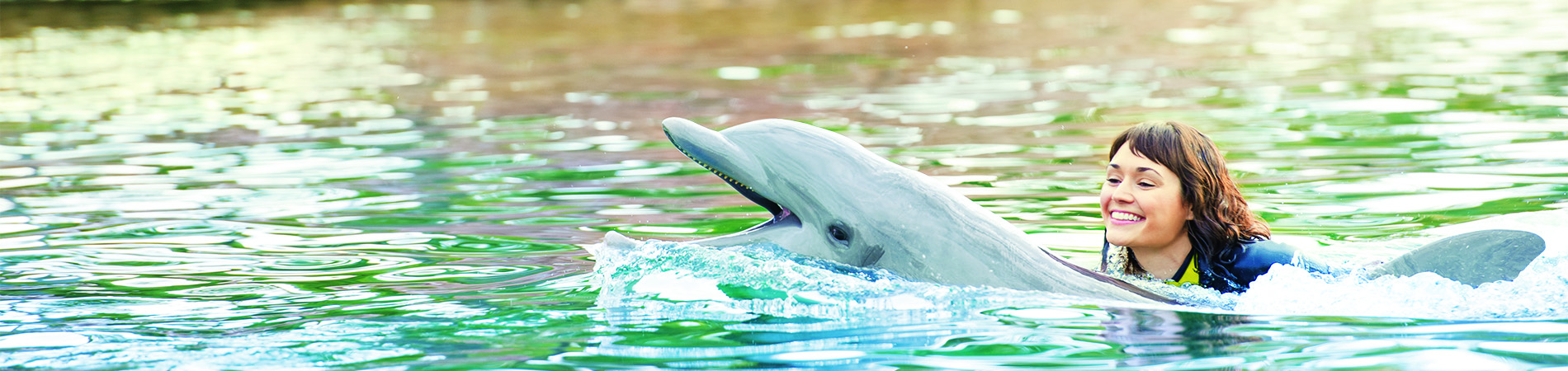 Discovery Cove Dolphin Free