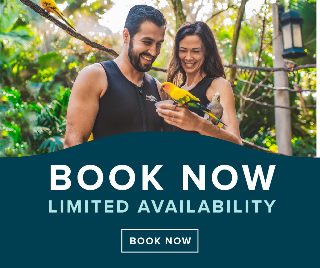 Discovery Cove Orlando Limited - 2020 Dco Homepagemobile 1024x860domesticaviary 