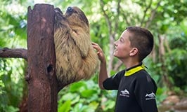 Touch a sloth during an Animal Trek experience at Discovery Cove