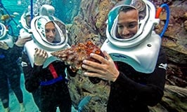 Experience SeaVenture at Discovery Cove Orlando
