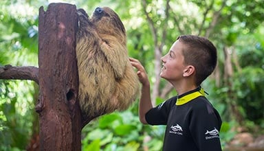 Touch a sloth during an Animal Trek experience at Discovery Cove