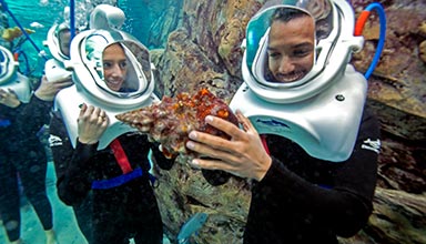Experience SeaVenture at Discovery Cove Orlando